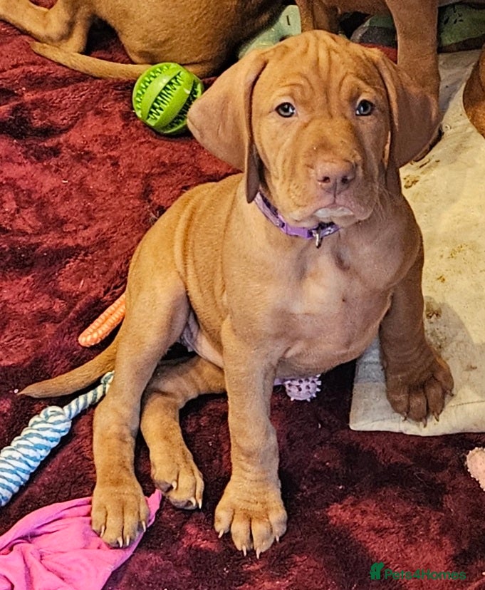 Hungarian Vizsla dogs Health checked KC reg strong Visla puppies.  - Advert 3