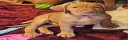 Hungarian Vizsla dogs for sale: Health checked KC reg strong Visla puppies.  - Advert 2