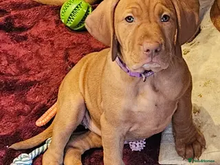 Hungarian Vizsla dogs Health checked KC reg strong Visla puppies. - Advert 3