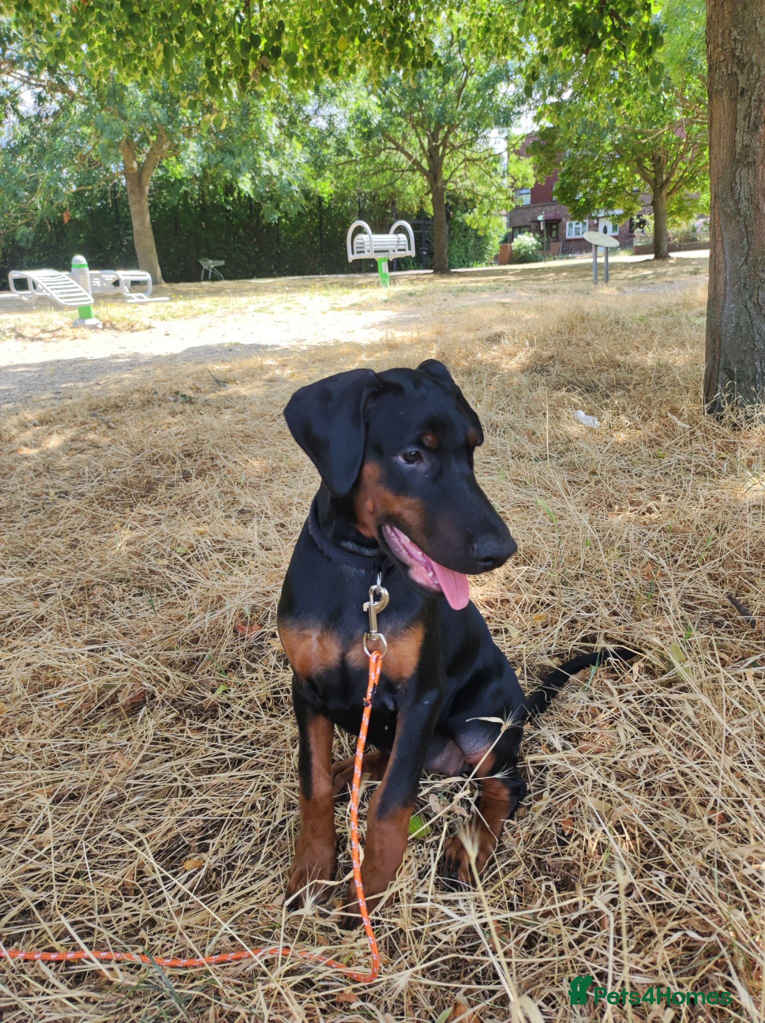 Dobermann dogs Adorable Doberman puppies PRICE REDUCTION £1650 - Advert 4