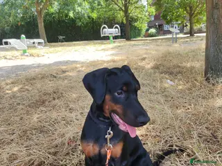 Dobermann dogs Adorable Doberman puppies PRICE REDUCTION £1650 - Advert 4