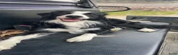 Border Collie dogs for sale: Border collie puppies for sale  in Montgomery - Advert 7