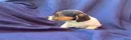 Jack Russell dogs for sale: Beautiful jack russell puppies ready now - Advert 7