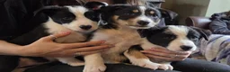 Border Collie dogs for sale: Quality Border Collie puppies  in Denbigh - Advert 4