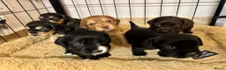 Sprocker dogs for sale: Sprocker puppies in Sandy - Advert 3