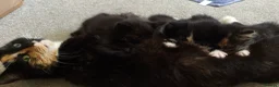 Mixed Breed cats for sale: 5 kittens, Bristol. - Advert 8