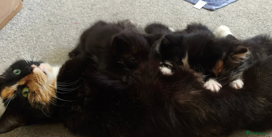 Mixed Breed cats for sale: 5 kittens, Bristol. - Advert 8