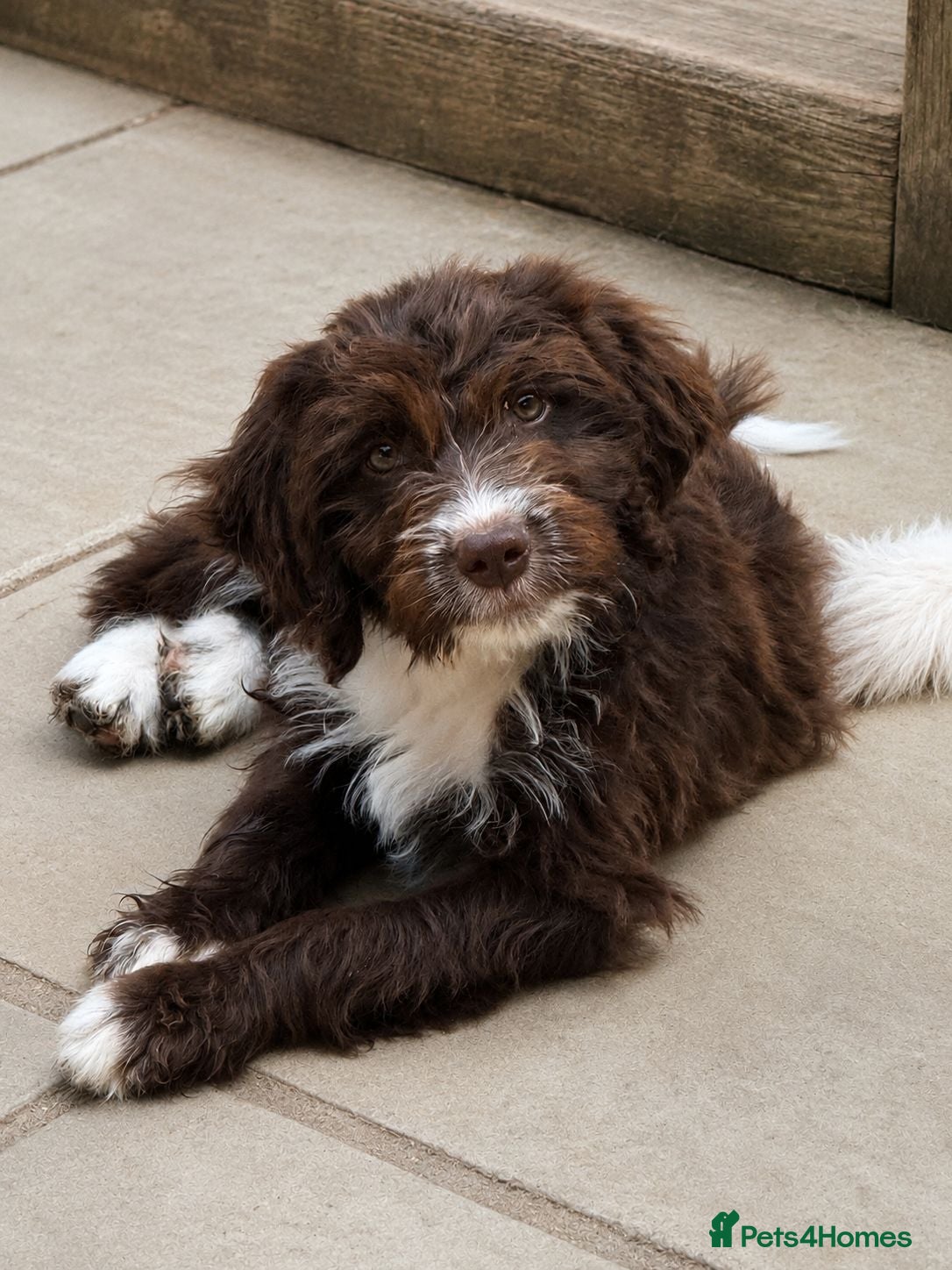 Bordoodle dogs Gorgeous Bordoodles - Advert 7