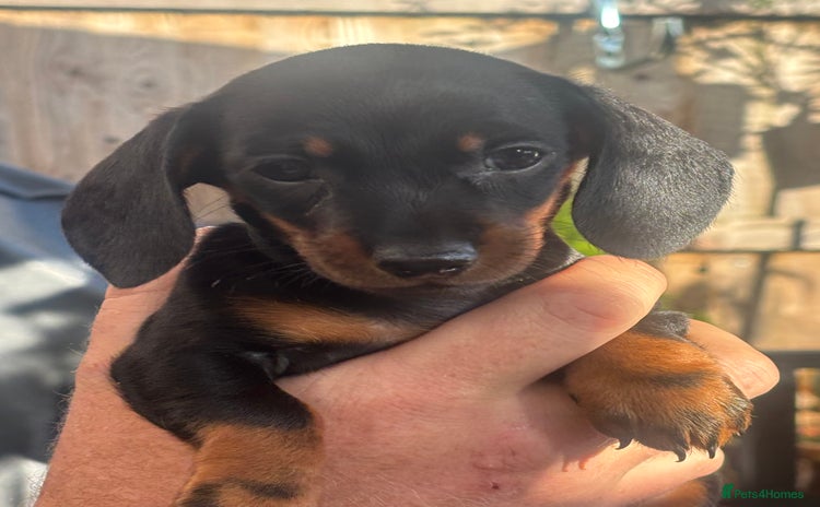 Miniature Dachshund dogs - Advert 8