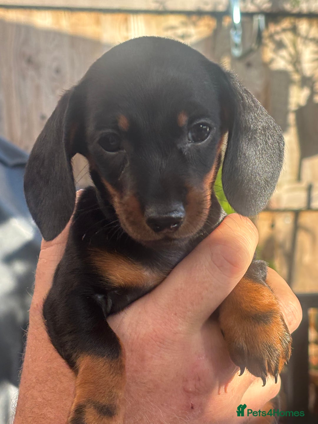 Miniature Dachshund dogs for sale: Miniature Dachshunds - Image 1
