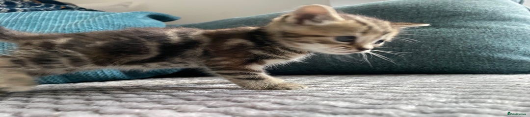 Mixed Breed Kitten 4