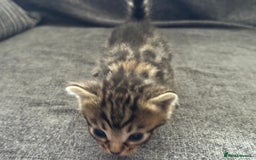 Bengal cats for sale: Russian Blue Bengal Kittens - Image 6