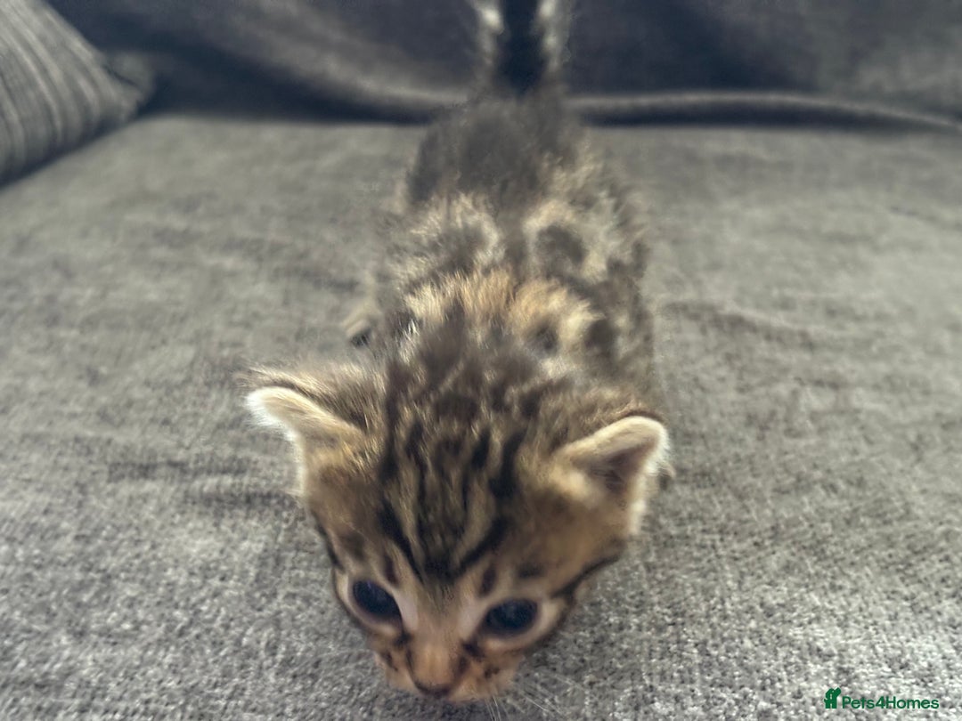 Bengal cats for sale: Russian Blue Bengal Kittens - Image 6