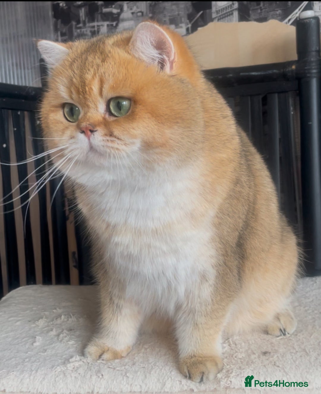 British Shorthair cats for stud: Beautiful BSH Golden Boy Stud Only - Image 5