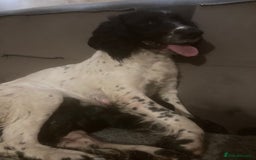 Springador dogs for sale: Springador puppies - Image 3