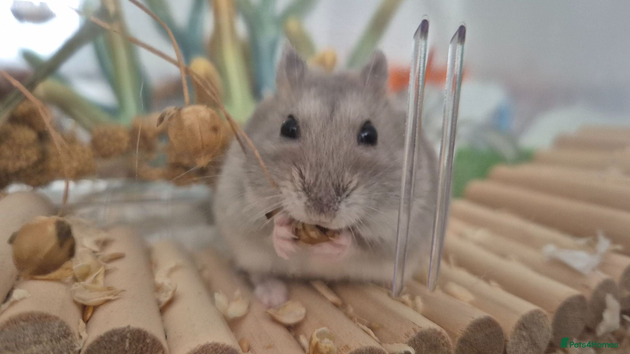 Hamster rodents Baby Sapphire winter white male hamster - Advert 1