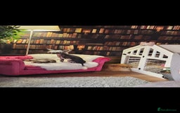 Mixed Breed dogs for sale: Tiny hairless Chinese crested/chihuahua pup  - Image 14