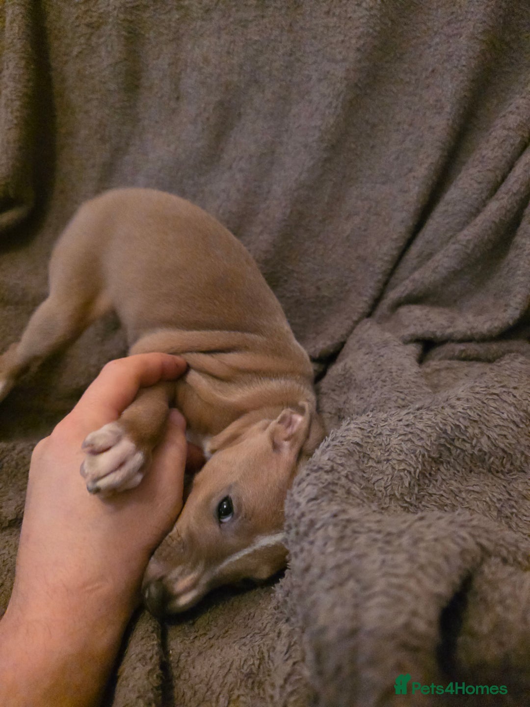 Mixed Breed dogs for sale: Italian Greyhound x Bull Greyhound Puppies - Advert 23