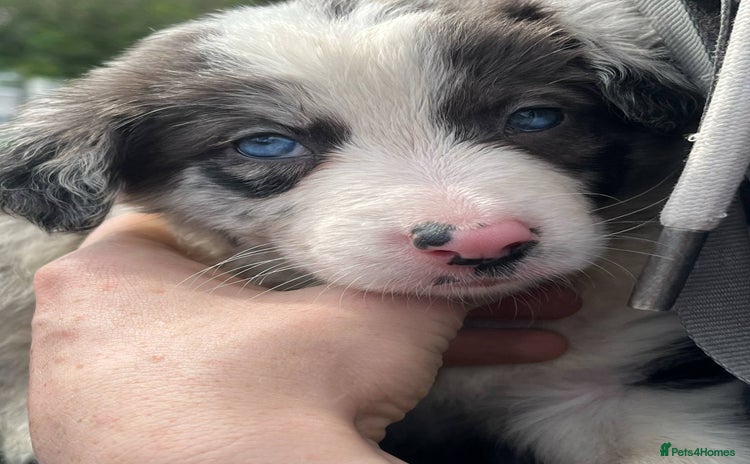 Border Collie dogs - Advert 1