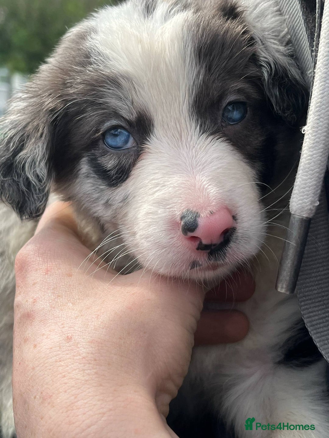 Border Collie dogs for sale: Blue merle border collie - Image 1