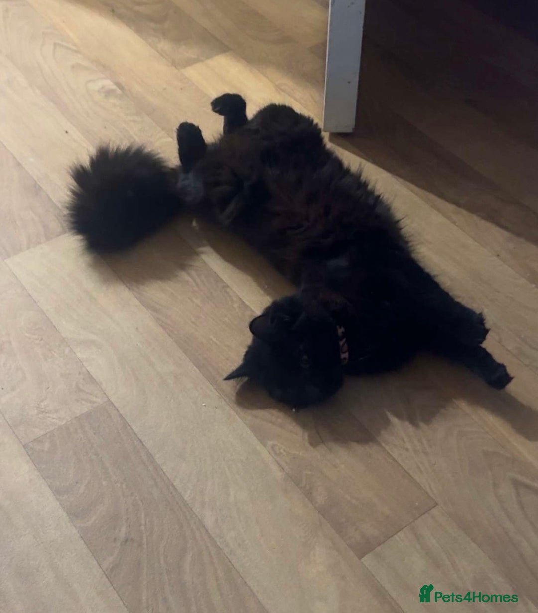 Mixed Breed cats for sale: Rehoming💕 - Advert 3