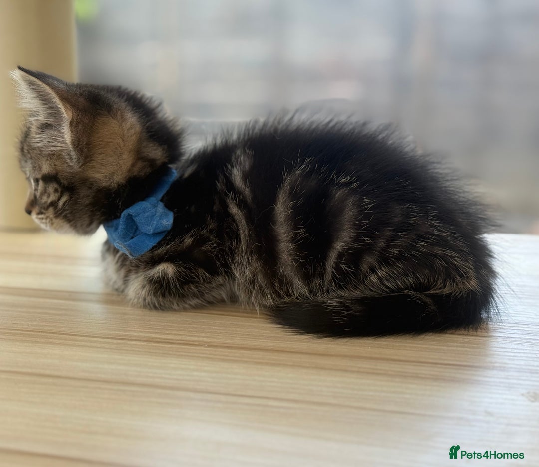 Norwegian Forest Cat cats for sale: Last two beautiful boys  - Image 7
