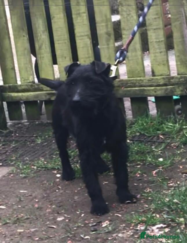 Patterdale Terrier dogs Top quality patterdale fell terrier at stud  - Advert 8