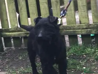 Patterdale Terrier dogs Top quality patterdale fell terrier at stud - Advert 8