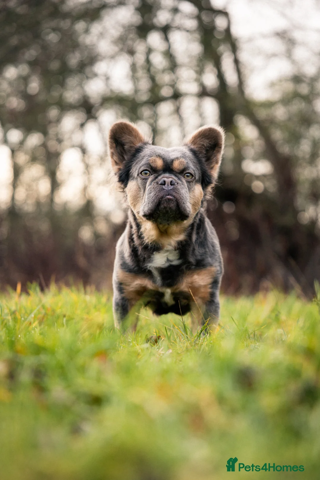 French Bulldog dogs for sale: Rare C2 puffys/fluffys frenchies first in the🇬🇧  - Advert 2
