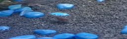 Other/Mixed Breed fish for sale: Mixed tropical fish available please read in Poole - Advert 7