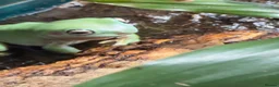 Frog reptiles for sale: 4 adult tree frogs with setup.  - Advert 2