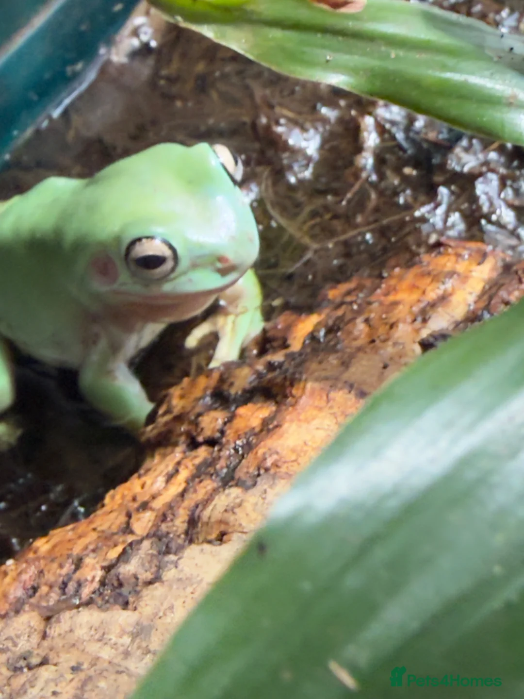 Frog reptiles for sale: 4 adult tree frogs with setup.  - Advert 2