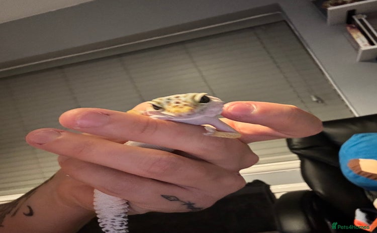 Leopard Gecko reptiles - Advert 2