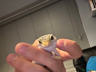 Leopard Gecko reptiles for sale - Advert 1