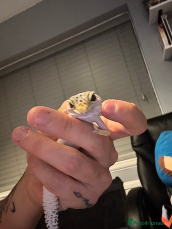 Leopard Gecko reptiles - Advert 2