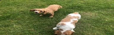 Mixed Breed Puppy 3