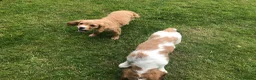 Mixed Breed dogs for sale: Comfort Retriever 5* breeder  in Whitchurch - Advert 9