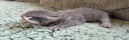 Mixed Breed cats for sale: Beautiful Kittens BSH Cross - Advert 17