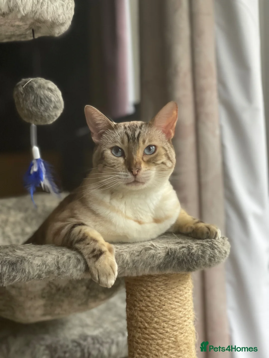 Bengal cats for sale: Snow Bengal ladies age 10 in Peterborough - Advert 3