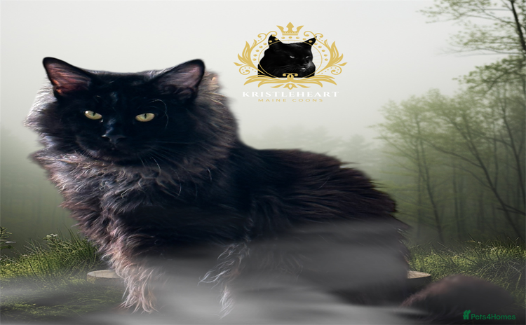 Maine Coon cats in Dunfermline - Advert 4