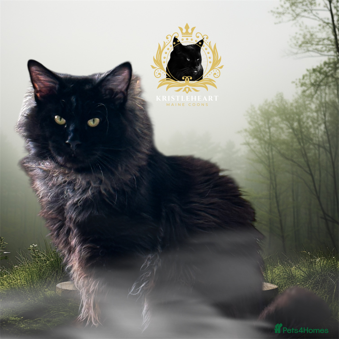 Maine Coon cats for stud: PROVEN/DNA CLEAR GCCF/TICA KING-SIZE STUD  in Dunfermline - Image 1