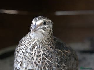 Mixed Breed birds Coturnix Quail – POL Hens -Various colours - Advert 5