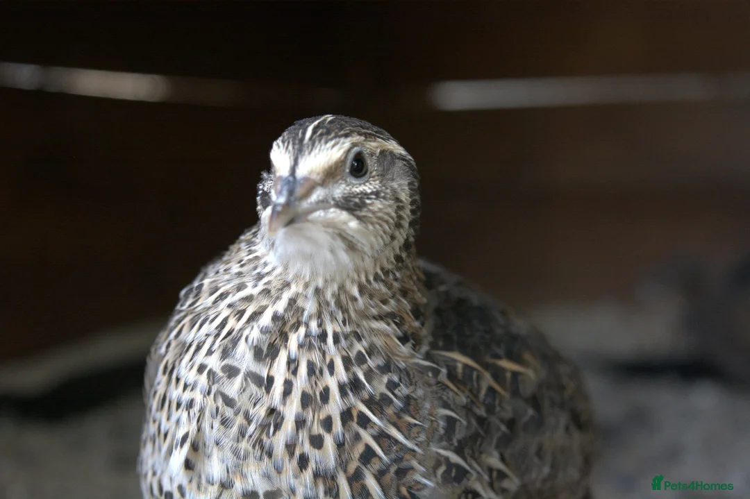 Mixed Breed birds for sale: Coturnix Quail – POL Hens -Various colours  - Advert 1