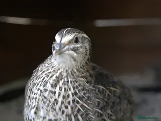 Mixed Breed birds Coturnix Quail – POL Hens -Various colours - Advert 8