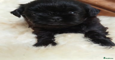 Shih Tzu dogs - Advert 9