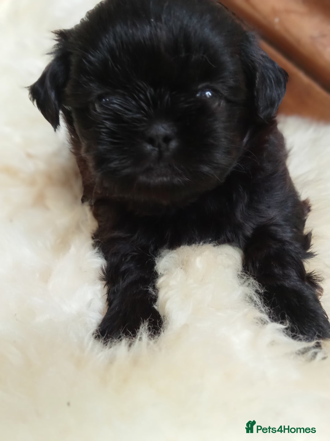 Shih Tzu dogs for sale: Shih Tzu pups for sale - Image 3
