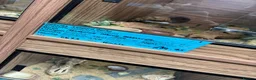 Leopard Gecko reptiles for sale: Leopard Gecko with full set up - Advert 5
