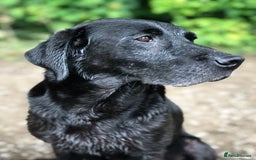 Labrador Retriever dogs for sale: 1 FOXRED LABRADOR PUPPY 5* Licensed breeder - Image 6