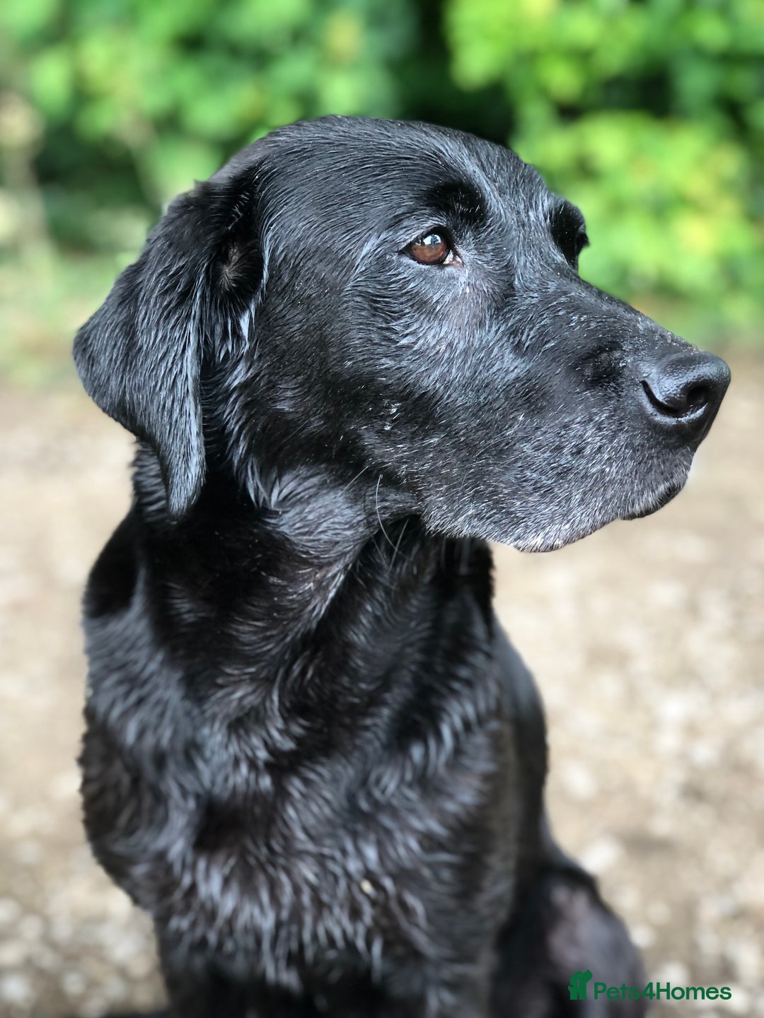 Labrador Retriever dogs for sale: 1 FOXRED LABRADOR PUPPY 5* Licensed breeder - Image 6