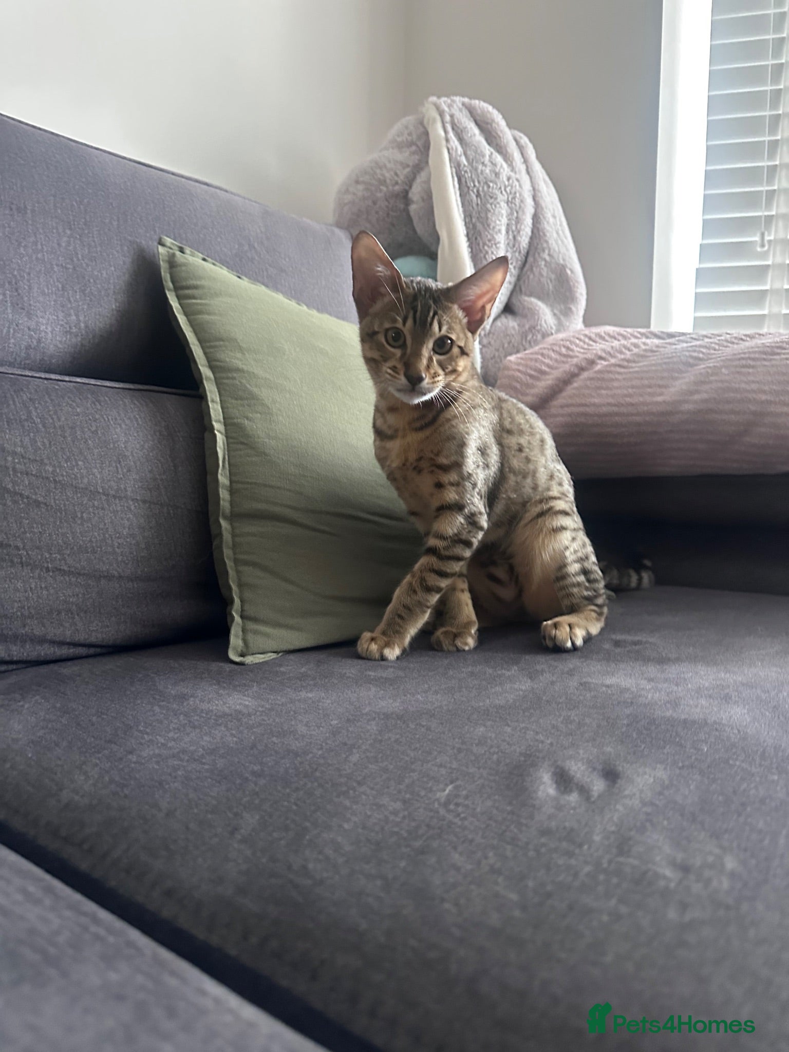 Savannah cats 🏆 F4 TICA Savannah Boy-reduced price 🏆 - Advert 2